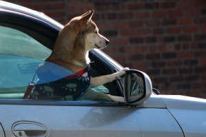 Essere automobilisti in Italia: una vita da cani!