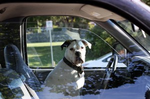 Automobilista: sempre più una vita da cani...