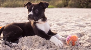 Cane sta male? Il veterinario non può correre